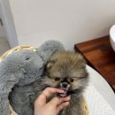 테일러퍼피 이미지