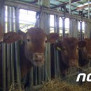 녹색한우농장 이미지