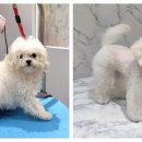 포메른 펫살롱 이미지