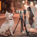 러브독애견카페 이미지