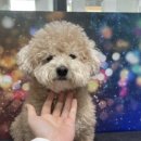 꼬맹이네 멍발소 이미지