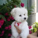 애견미용 나나엄마 이미지