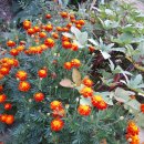 건지농장 이미지