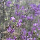 소계동110 | 봄에 등산하기 좋은 창원 천주산 후기 | 진달래 군락지 유명한 곳