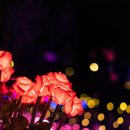 원예생활지도사 이미지