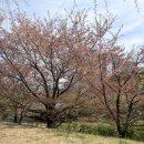 저류지 | 산책 러닝코스로 인기좋은 봇들저류지공원 벚꽂지는 봄나들이 후기+ 판교역 초밥맛집 ANABA 포장후기