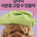 똥싼 강아지 이미지