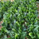 청풍미가 이미지