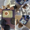 우프동물농장 | [오산 반려견 동반] 오산 반려동물 테마파크 후기 | 반려견 동반 카페, 운동장, 놀이터 | 중대형견 동반...