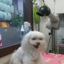 리즈애견미용 이미지