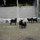 시골흑염소 이미지