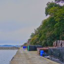 완도 맹선리 상록수림 이미지