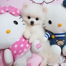 벨라 펫샵 이미지