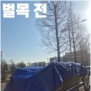 능촌 | 광명 벌목 업체 나무자르기 전지 작업