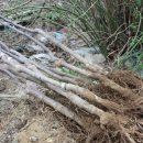 이중인 묘 이미지