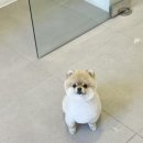 도그 윤 | 명지 도그윤 | 명지 강아지 미용 추천 포메라니안 곰돌이컷 후기