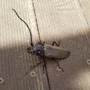 장수하늘소 이미지