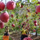 은영가족농장 이미지