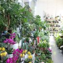 영플라워 이미지