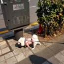 리버티벨 | 강동구 둔촌 애견카페 &#34;서울리버티벨&#34; 후기