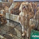 개랑, 마리 이미지