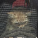 로하스일산병원 | ​#일산 로하스동물병원 고양이 중성화수술 후기