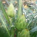 짱구농장 이미지