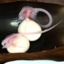 홍어사랑 이미지