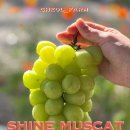햇살이농원 | 올해도 돌아온 샤인머스캣 OPEN!