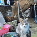 곡성읍 월봉리 마을회관 | 전남/곡성] 동악산(735m) : 곡성향교 ~ 도림사 등산코스