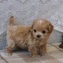 행복한강아지 이미지