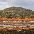 유곡캠핑장 | 울산 태화연오토캠핑장 도심 속 단풍 캠핑🤎 예약 사이트 명당 tip
