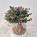 윤희공방 이미지