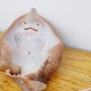 지리산청정흑돼지 네이버블로그