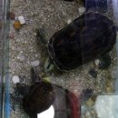 신의손짜장 이미지