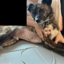 24시 굿케어동물의료센터 네이버블로그