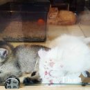 도도한 펫츠 이미지