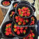 S-농장 | YURI'S 육아일기. 42개월 22개월 아기랑 주말 서울...따기체험 별마을딸기체험농장 내돈내산 방문추천후기