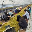 강인 농장 이미지