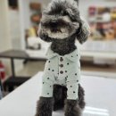 강아지 옷 만들기 이미지
