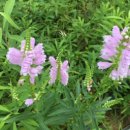 들꽃향기 사랑방 이미지