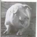 돼지카페
