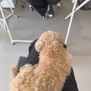 BG독케어센터 | 송파 강아지 1:1 운동 독 피트니스 추천 ㅣ 알프비 펫 밸런스 케어 센터 방문 솔직 후기