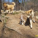 아기염소 이미지