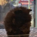 도그마루 강아지 고양이 부산점 | [도그마루 강아지고양이 부산점] 부산고양이분양으로 행복한 가족 모두의 선택