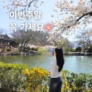 김천스포츠 | 김천 연화지 벚꽃 실시간 후기 | 이번주말 꼭 가야하는 이유! (직접 다녀옴)