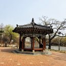＜봄꽃 春花＞-26년 서울 보라매공원 환한 봄꽃(spring flower)-STORY, 이미지