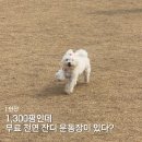 뛰뛰 강아지 놀이터 | 1,300평 무료 강아지 놀이터, 대형 애견운동장 뛰뛰 후 꿀잠