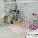 루루하우스 이미지