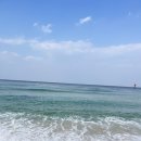 현대애견 이미지